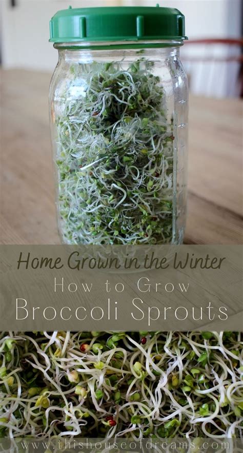 How To Grow Broccoli Sprouts in a Jar 2 - This House of Dreams