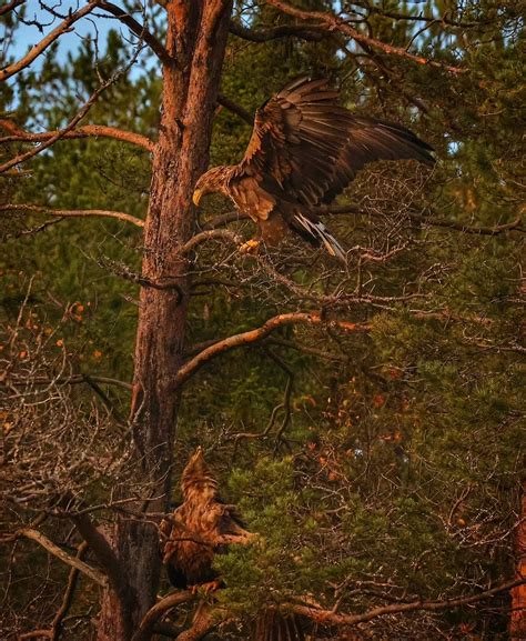 Finnishtime Instagram On Pinno White Tailed Eagle Kuusamo Linnut