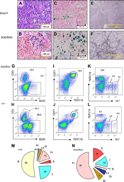 Reduced B Lymphopoiesis And Abnormal Myeloid Differentiation And