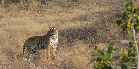 Sariska Tiger Reserve Tiger Safari Tours India