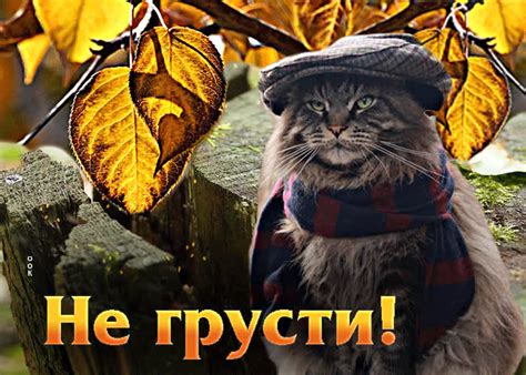 Оптимистическая гиф-открытка с котом Не грусти- Скачать бесплатно на ...