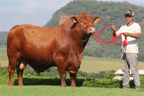 Tudo Sobre O Senepol Uma Das Ra As Bovinas Que Mais Cresce