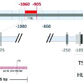 Schematic representation of the calcitonin/calcitonin gene-related ...