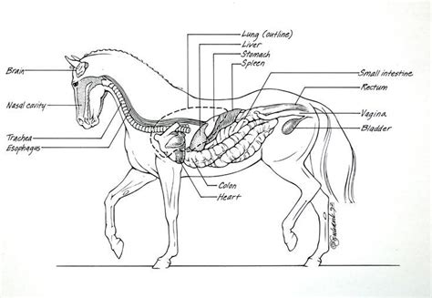 Horse Anatomy II | Horse anatomy, Horses, Horse camp