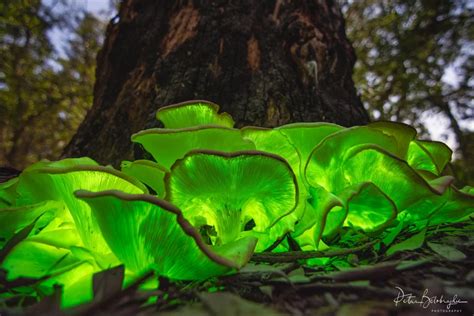 Bioluminescent Ghost Mushroomomphalotus Nidiformisunder The Moonlight