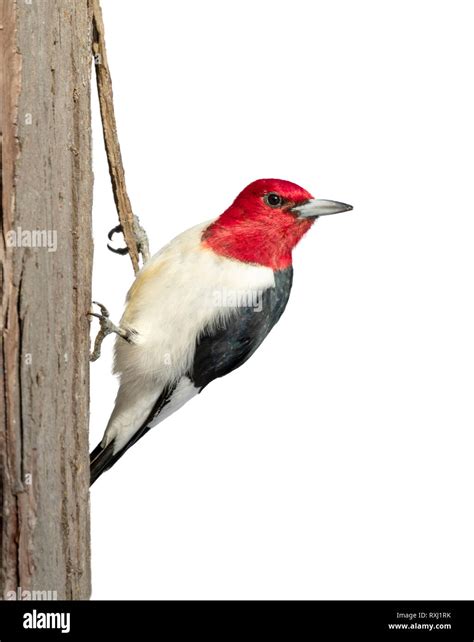 Pájaro carpintero de cabeza roja (Melanerpes erythrocephalus) adulto ...