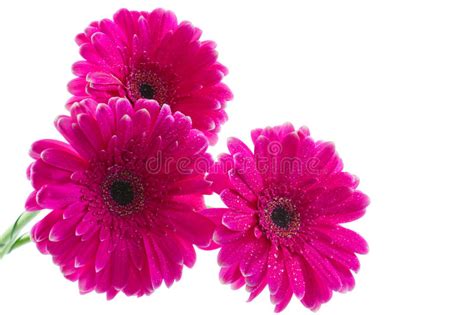 Margaridas Cor De Rosa Brilhantes Do Gerbera Imagem De Stock Imagem