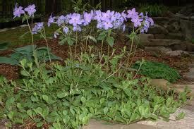 Phlox stolonifera ‘Blue Ridge’