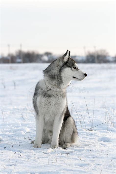 Un Cane Della Razza Del Husky Siberiano Di Colore In Bianco E Nero