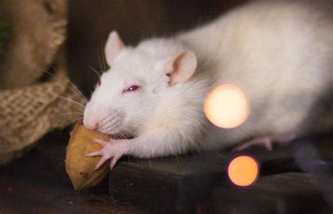 Best Rat Treats 8 Healthy And Irresistible Goodies To Delight Your Rats