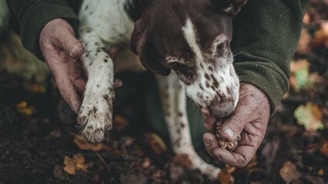 Ricerca Del Tartufo Bianco Di Alba Nyala Wonder Travel