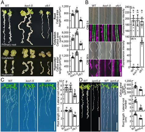 The Calcium Signaling Module CaMIQM Destabilizes IAAARF Interaction