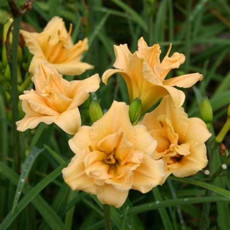 Beautify Daylily Bulbs For Planting Daylily Plant Daylily Plants Live