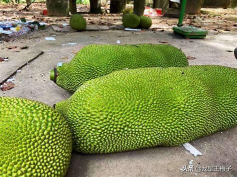 菠萝蜜的正确剥法（剥菠萝蜜小技巧） 资料巴巴网