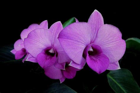 Download Purple Flower Close Up Flower Nature Orchid Hd Wallpaper