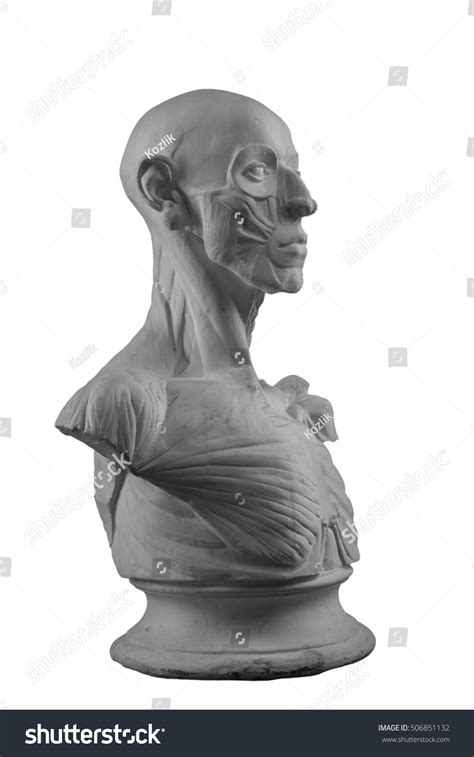 Plaster Statue Naked Anatomical Human Figure Stock Photo Shutterstock