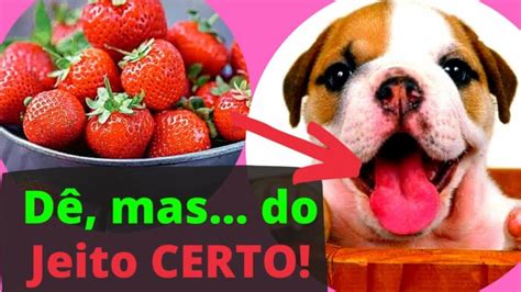 CACHORRO PODE COMER MORANGO Benefícios Das Frutas Aos Cães Cia do Bicho