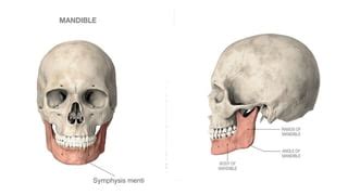 Sex Determination From Mandible Pelvis And Skull Pdf
