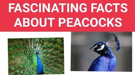 Most Fascinating Facts About Peacocks Peacocks Fascinating Facts