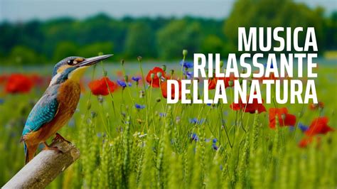 Sinfonia Naturale Musica Rilassante Della Natura Per Profondi Metodi Di