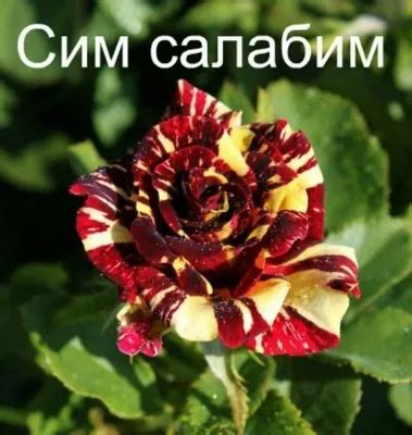 Роза сим салабим фото - 64 картинки