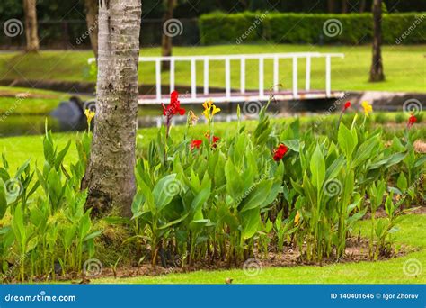 Blooming Flower Bed In A Tropical Garden Stock Photo Image Of Hotel