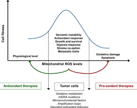 Increased Mitochondrial Ros In Cancer A Double Edged Sword Cancer