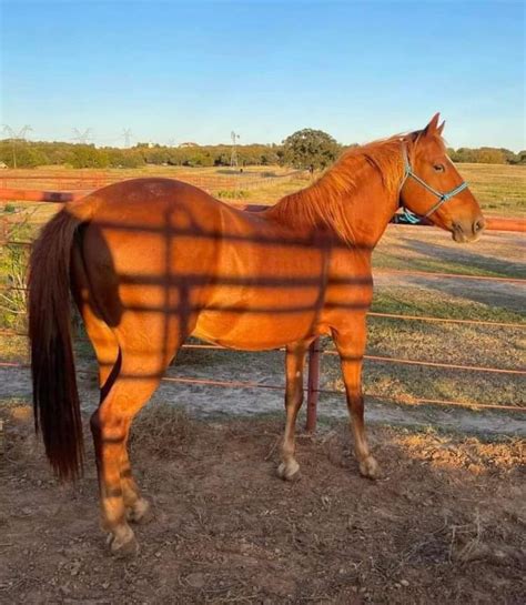 Barbi Twins On Twitter Rt Moodysally This Mustang Was Due To Ship