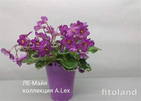 Фиалка ЛЕ-Майя