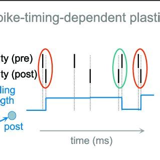 | Schematic examples of synaptic plasticity. (A) short-term synaptic ... 