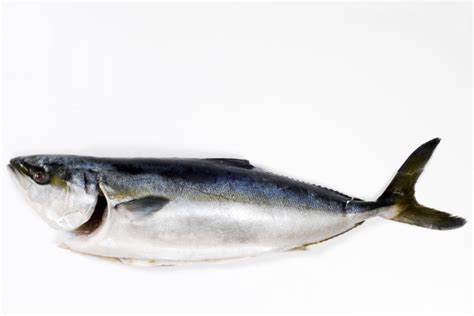 Рыба Лакедра Фото Цена – Telegraph