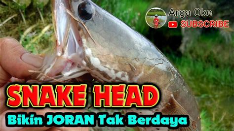 Ganasnya Tarikan Ikan Gabus Joran Dibuat Tak Berdaya Youtube