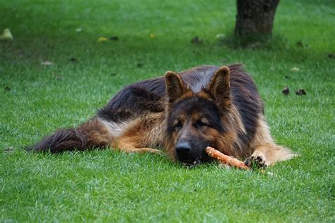 Best Dog Chews for Happy - and Tasty - Canine Gnawing