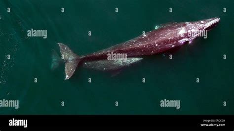 A Gray Whale And Her Calf Migrate North Along The California Coast On