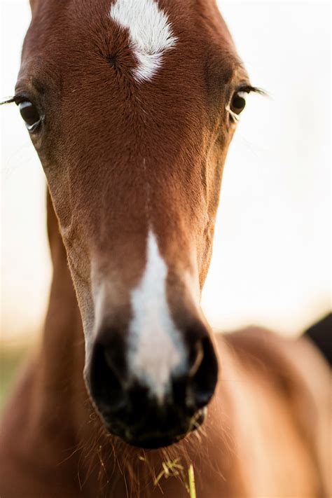 Ledyard Morgan Horse Farm Photography By Tracey Buyce Photography