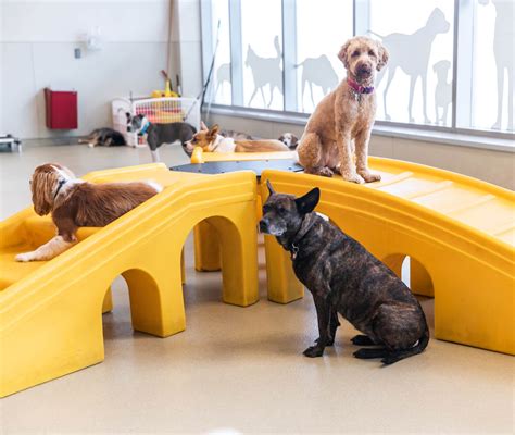 Daycare in Seattle | Downtown Dog Lounge