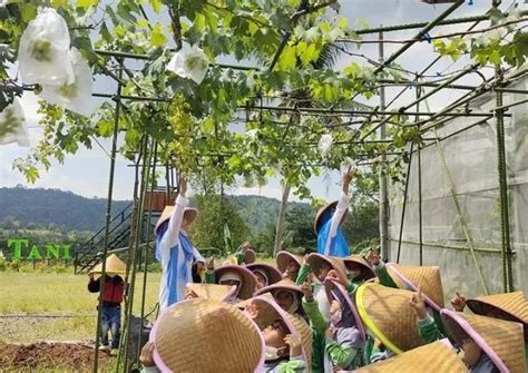 Cara Menanam Anggur Dalam Pot Agar Cepat Berbuah Lebat Dan Jadi Bisnis