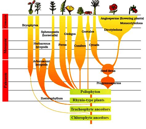 Class 12 Evolution Mechanism Of Evolution