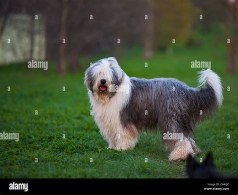 Old English Sheepdog Hi Res Stock Photography And Images Alamy