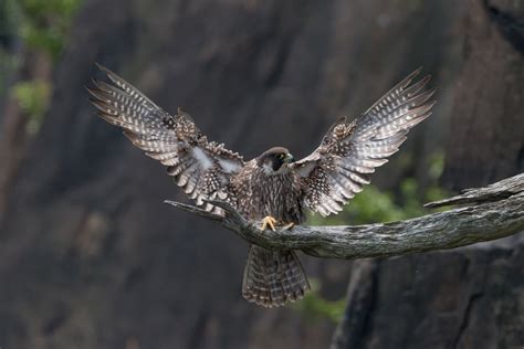 Peregrine Falcon Audubon Field Guide