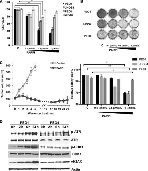 Figure 1 From Targeting The Atrchk1 Axis With Parp Inhibition Results