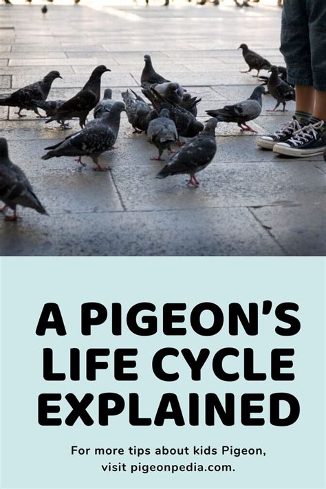 A Pigeons Life Cycle Explained Pigeonpedia Pet Pigeon Life Cycles