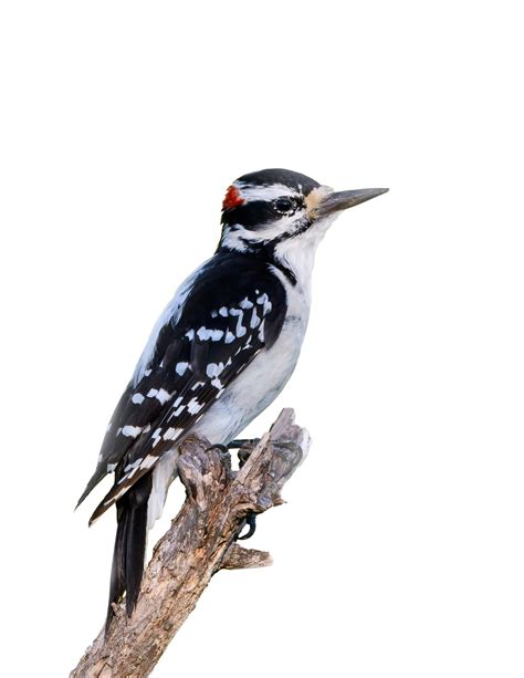 Hairy Woodpecker Pictures - AZ Animals