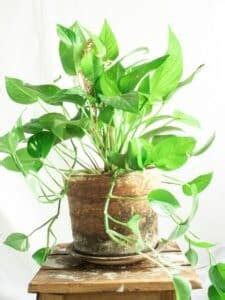 Rhaphidophora Tetrasperma Care Growing Tips Indoor Plant Care Guides