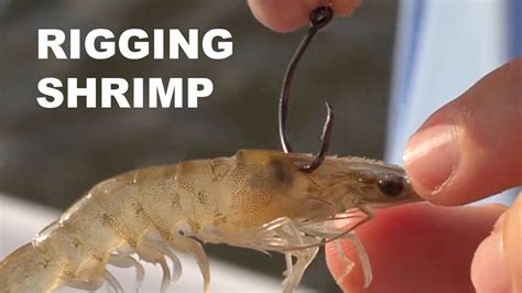 Rigging Fishing Live Shrimp For Beginners Youtube