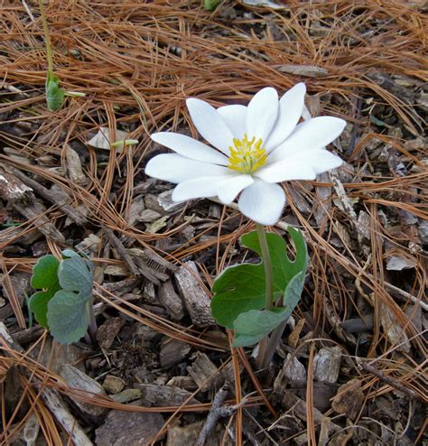 KY Natural Inquirer: Early Spring Wildflowers