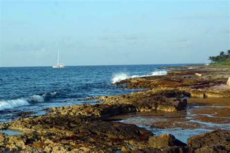 Durante Emergencia Sanitaria El Sargazo Amenaza Las Playas Del Caribe