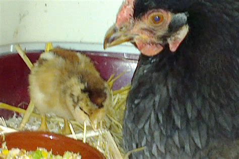 Le premier poussin araucana né de mes poules et de mon coq araucana