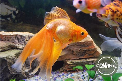 Goldfish Swim Bladder Common Causes Of This Disorder