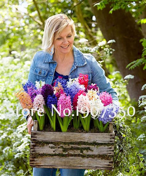 100pcs Hyacinth Bonsai Hyacinthus Orientalis Flower Living Room